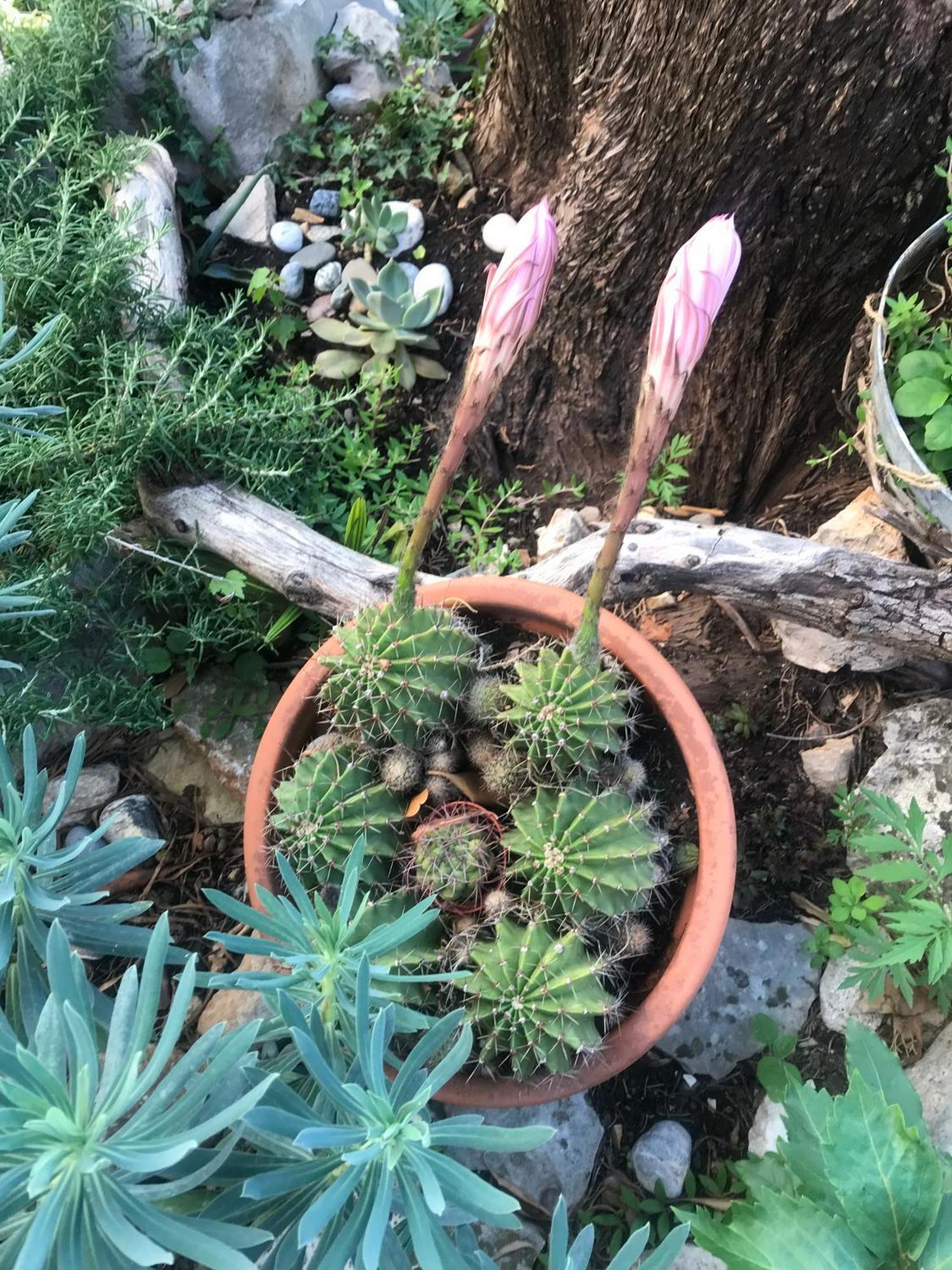 House Neytiri Selce Villa Dış mekan fotoğraf